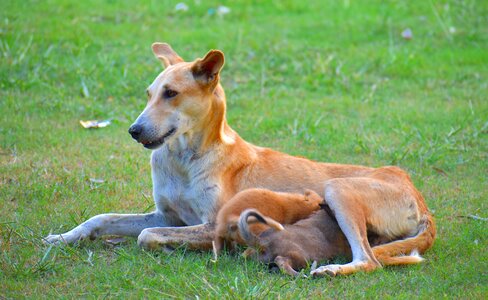 Motherhood mammal