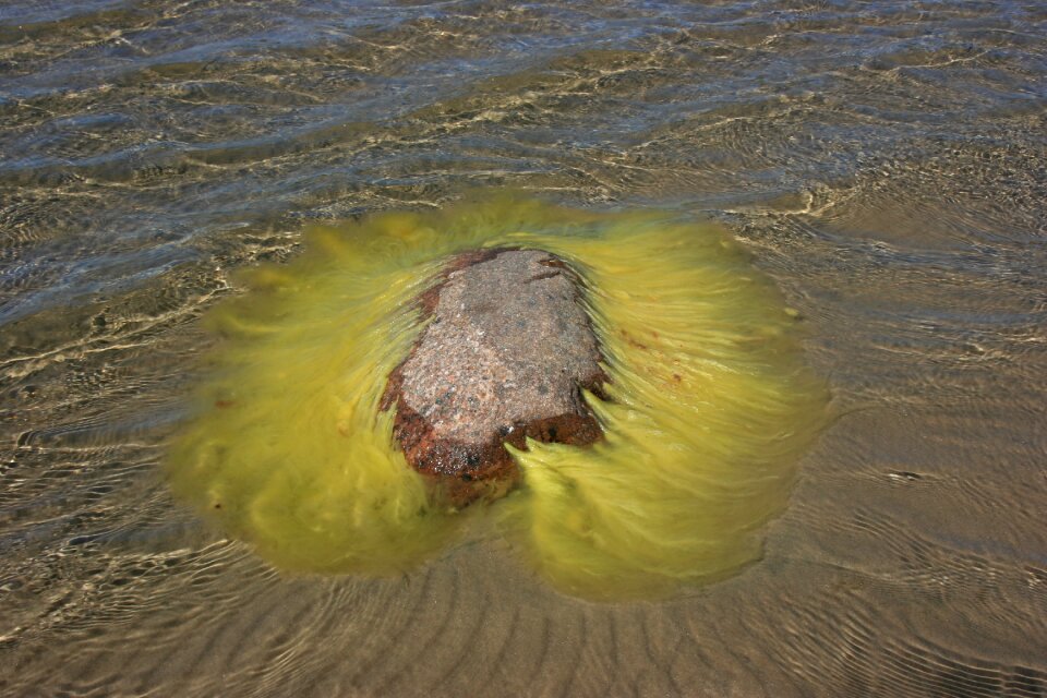Decoration alga design