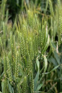 Field agriculture klas