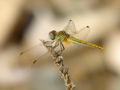 Dragonfly flying insect sympetrum fonscolombii photo