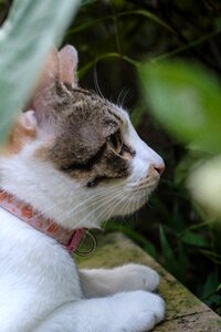 Xinbei monkey cave cat