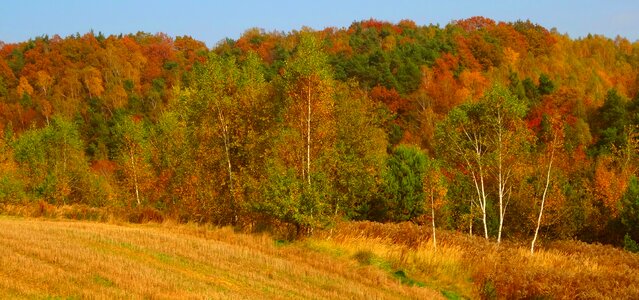 Autumn gold foliage tree photo