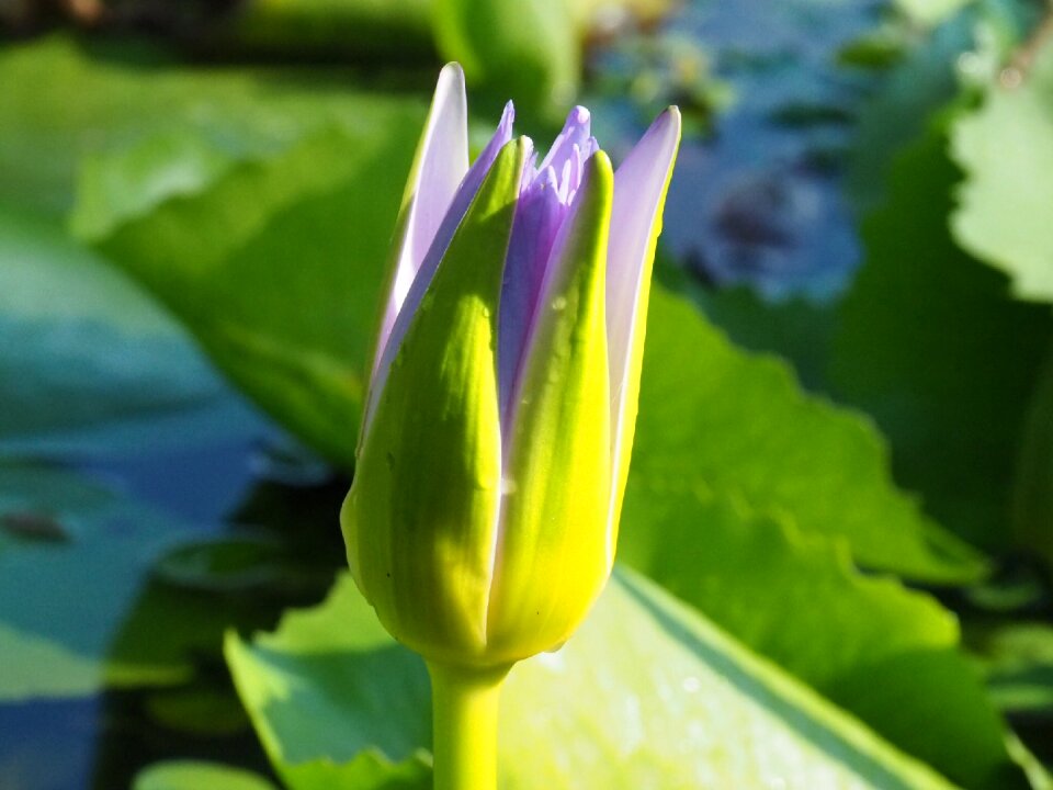 Flora flower summer