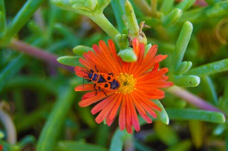 Orange flower gross floor succulent