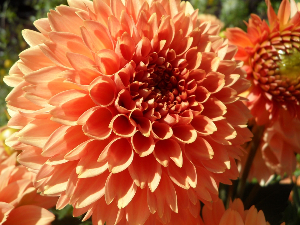 Bloom flower orange