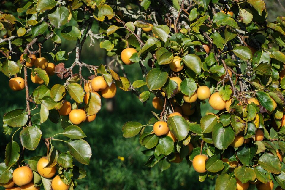 Manzano galician apples fruits