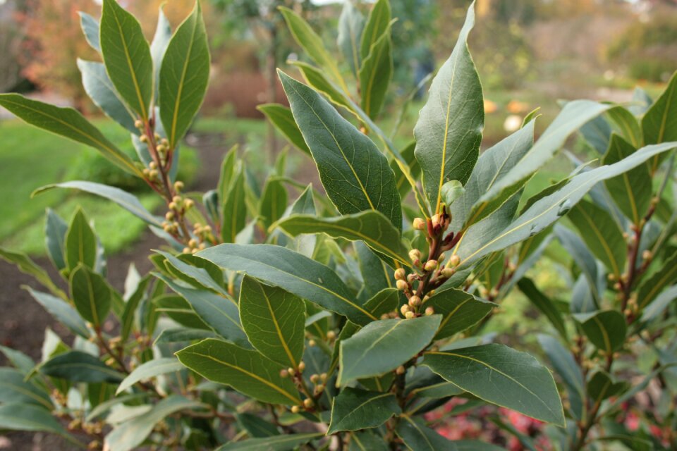 Laurel laurus nobilis spice laurel