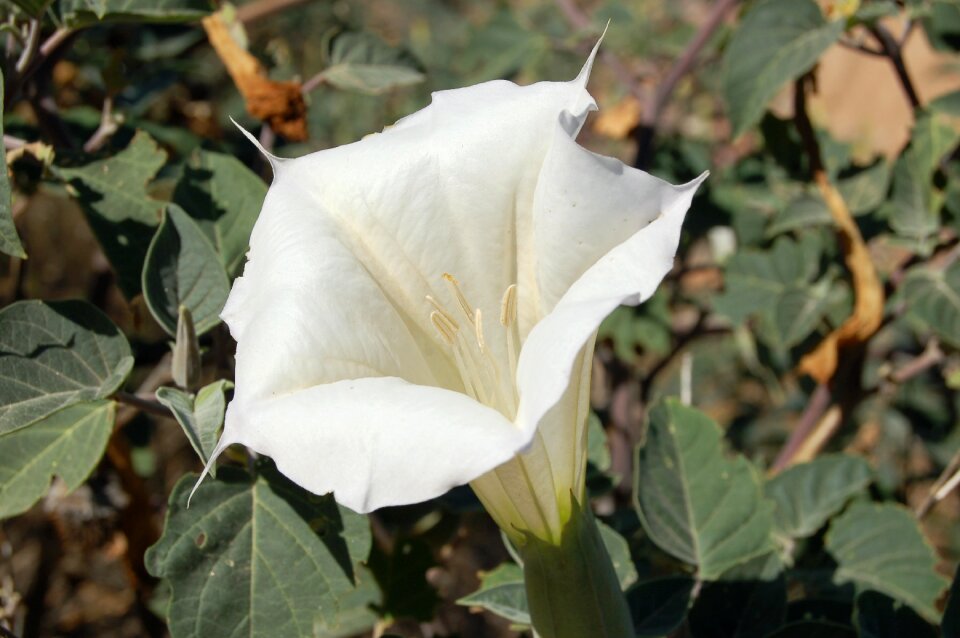 White blossom bloom