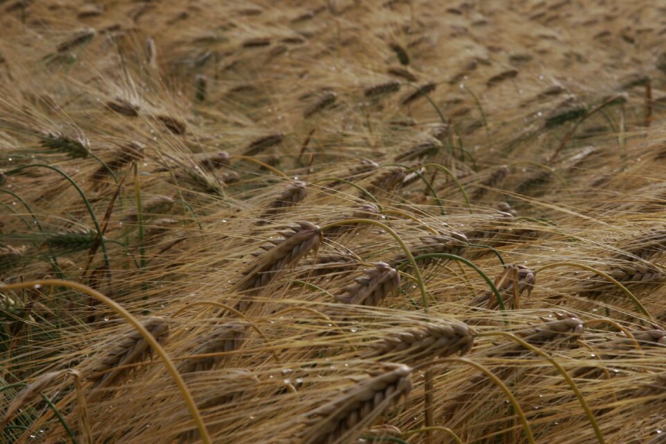 Harvest barley straw