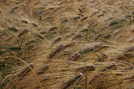 Harvest barley straw