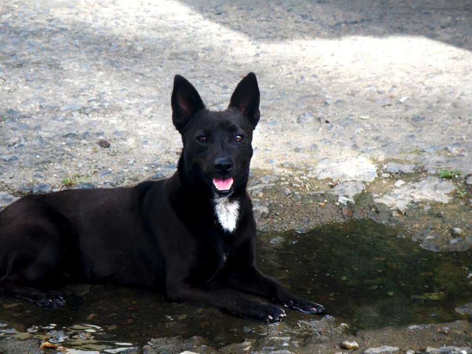 Pet canine abandoned