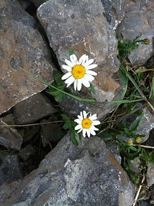 Flower endurance rock