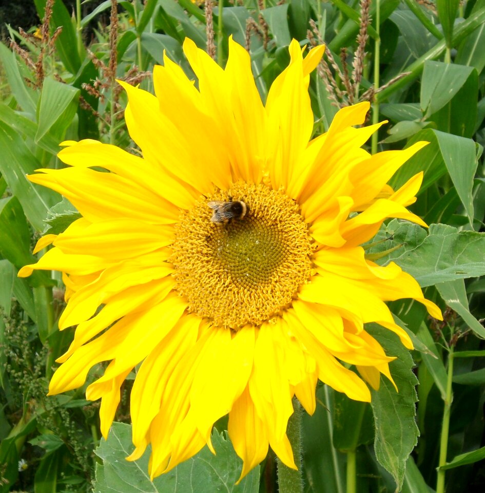 Bee yellow flowers pollination