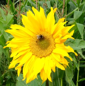 Bee yellow flowers pollination photo