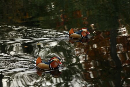Glory duck bird pond