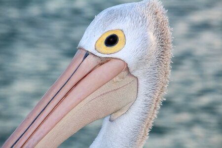 Beak nature coast