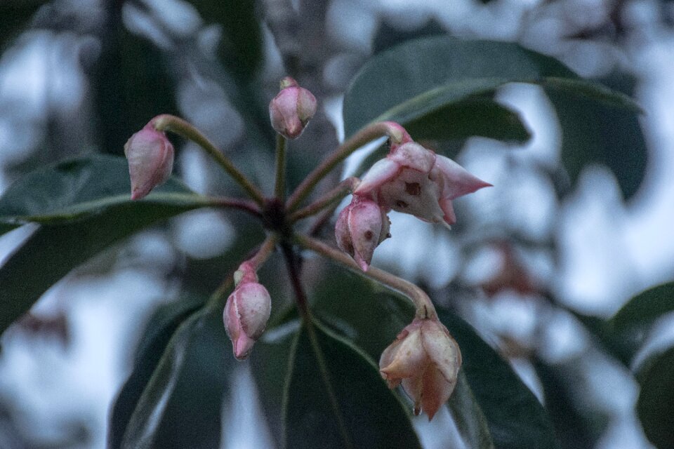 The small flowers flower garden plant