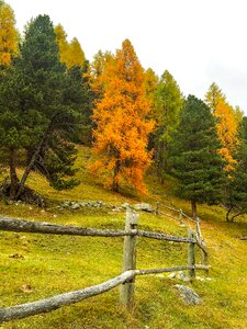 Autumn mood larch trees photo