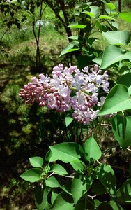 Flowers pink
