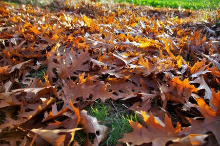 Autumn colors brown colors