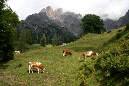 Fog meadow cows photo