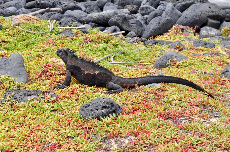Reptile exotic endemic