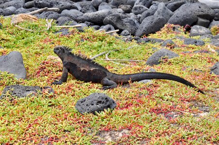 Reptile exotic endemic