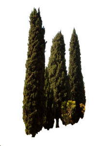 Cupressus sempervirens trees mediterranean tree