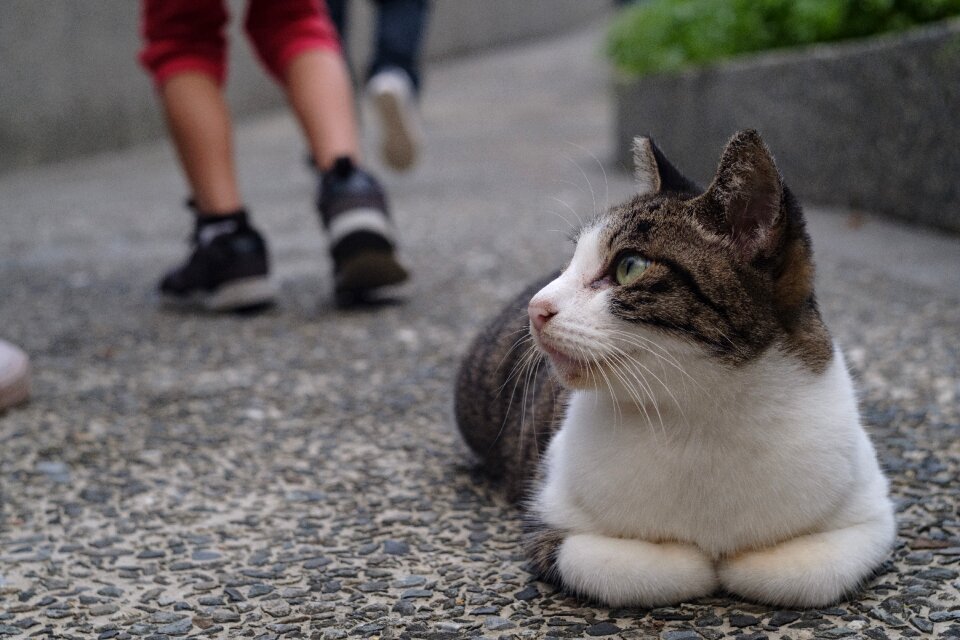 Xinbei monkey cave cat