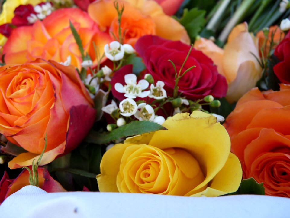 Flowers roses wreath