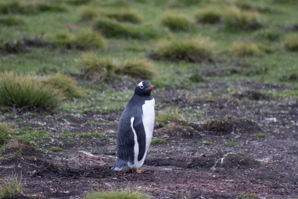 Wildlife falkland feather