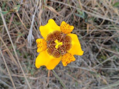Nature native flower minas