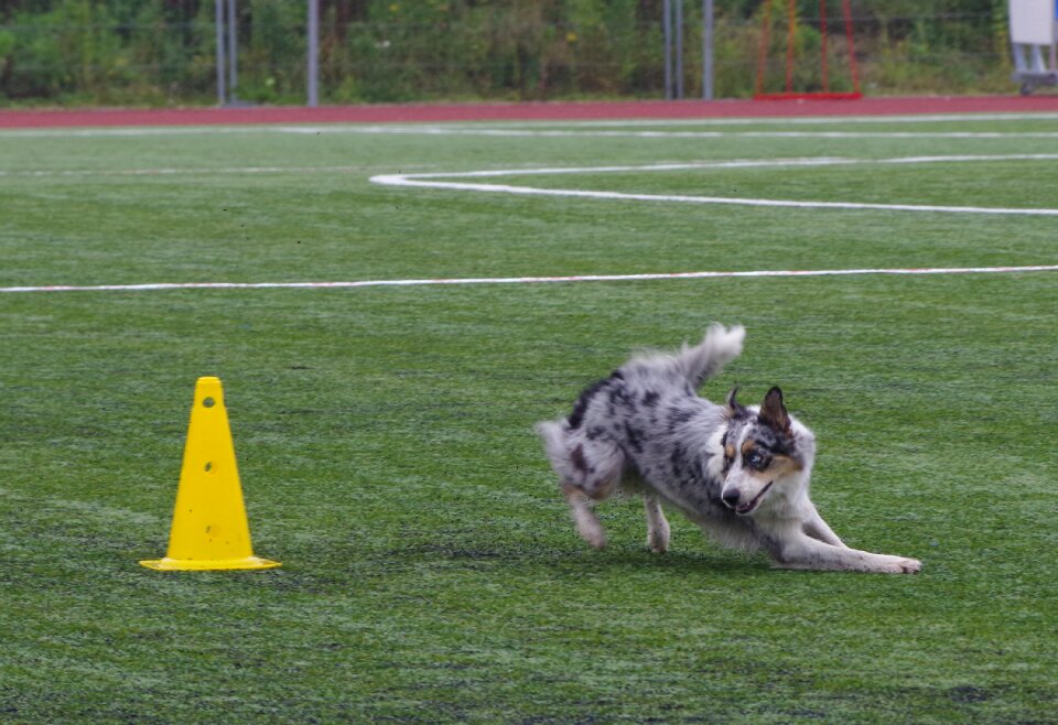 Running dog green running