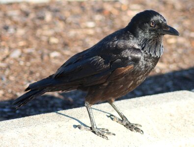 Raven nature animal