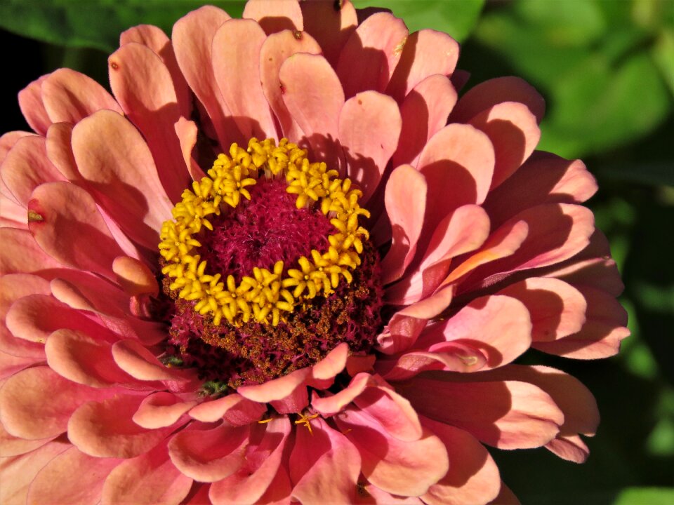 Yellow garden close up
