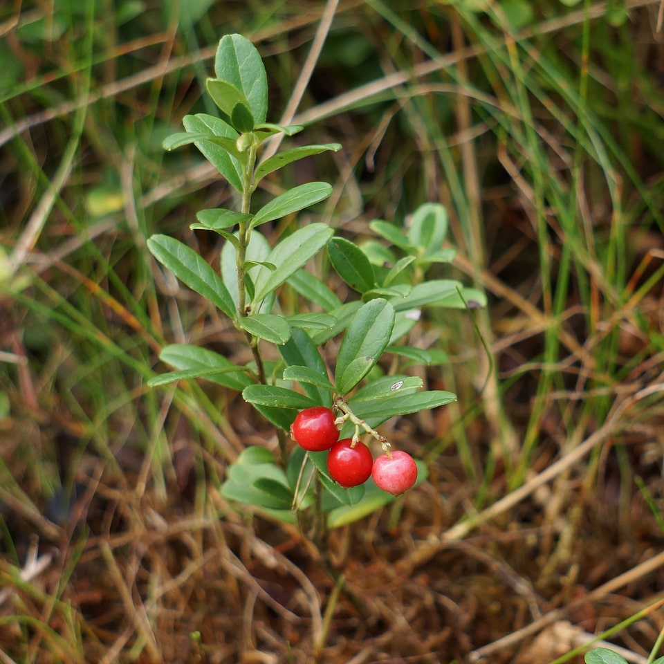 Cowberry finnish wild berries heather plant