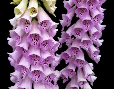 Plant digitalis garden