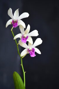 Nature plant white