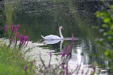 White majestic white swan photo