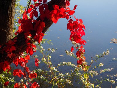 Loire leaf fall
