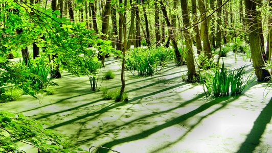 Nature recording forest lake
