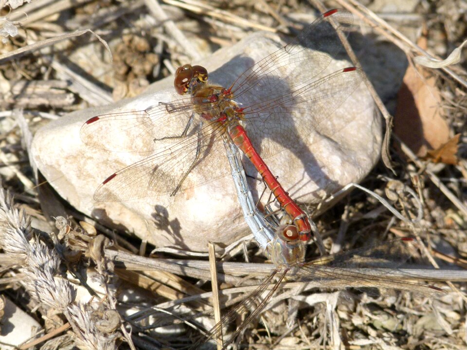 Reproduction ruddy darter dragonflies mating