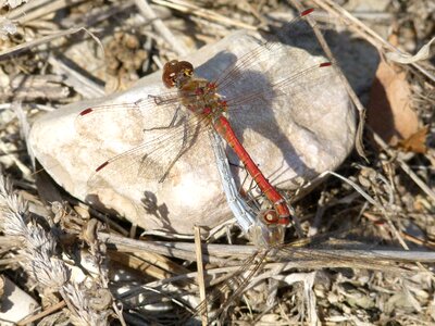 Reproduction ruddy darter dragonflies mating photo