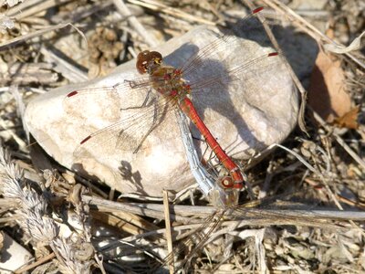 Reproduction ruddy darter dragonflies mating