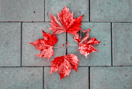 Stone tile four