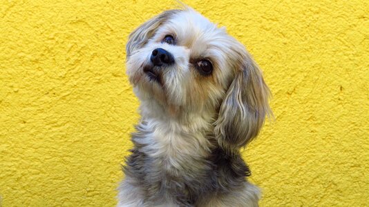 Animal dog yorkshire maltese