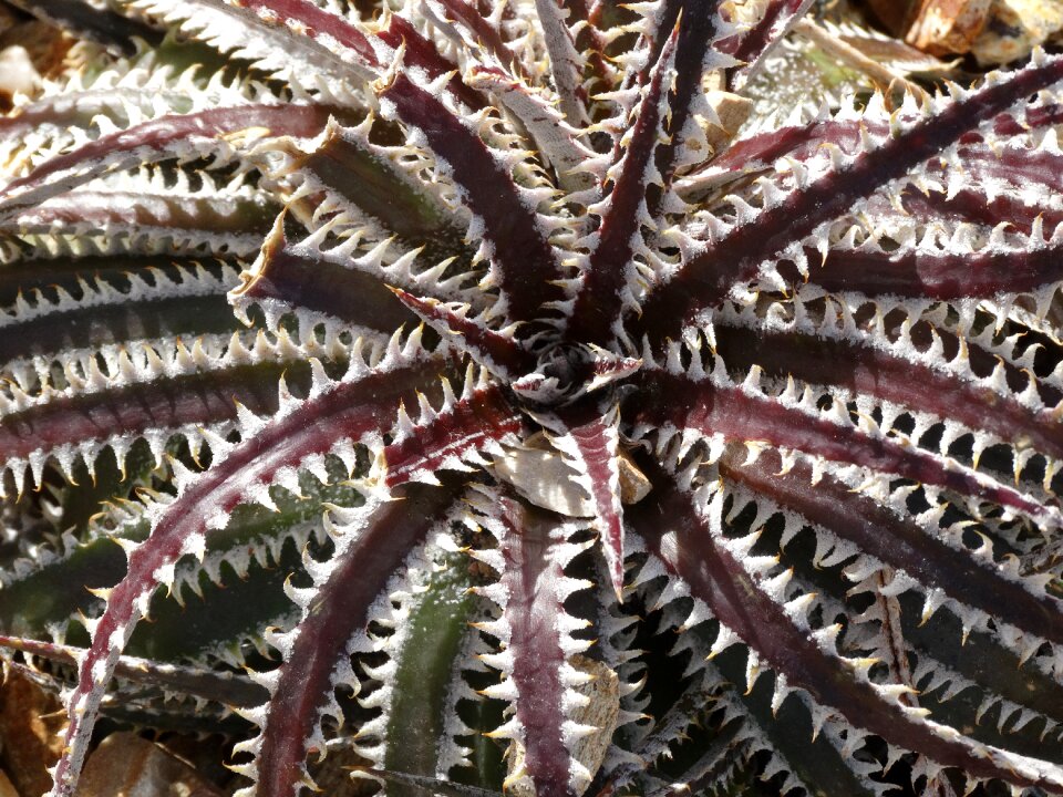 Desert plant
