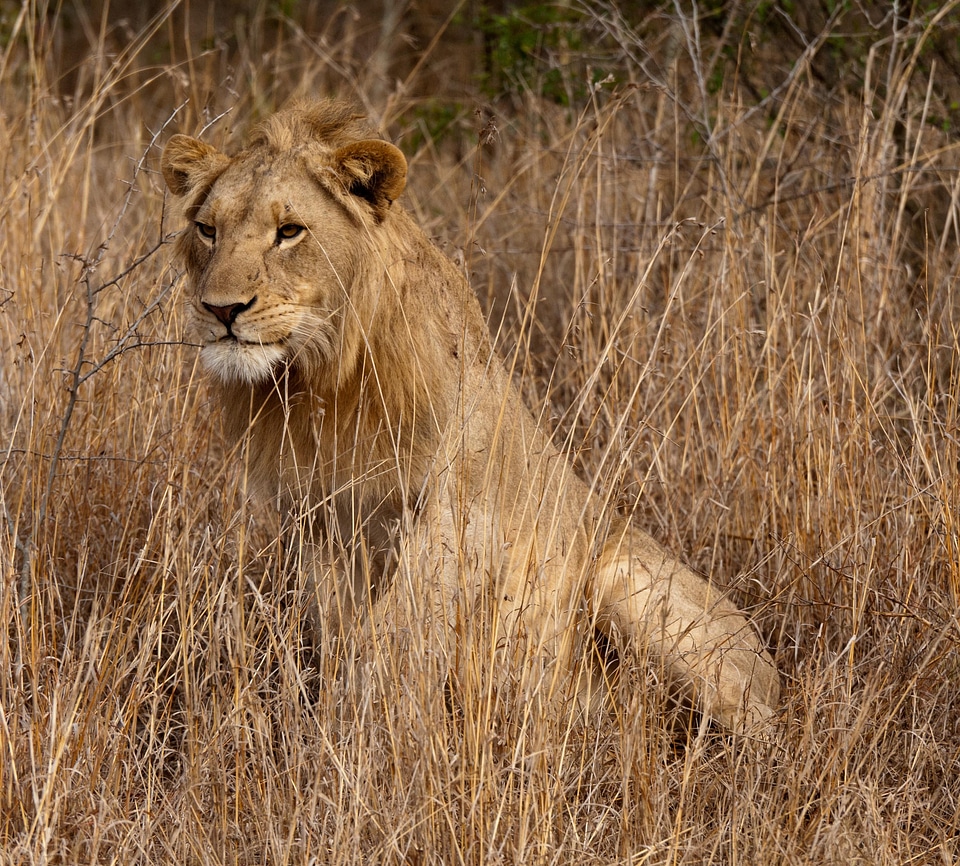 Lion south africa savannah photo