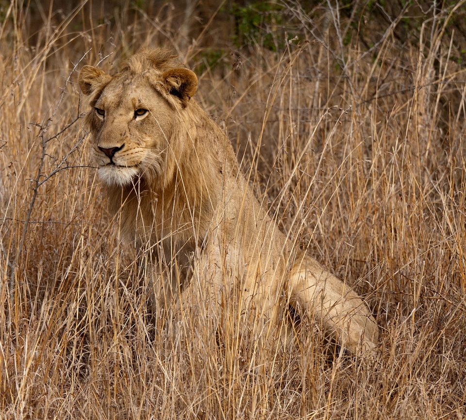 Lion south africa savannah