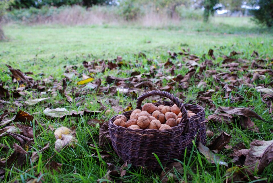 Walnut harvest dry fruit